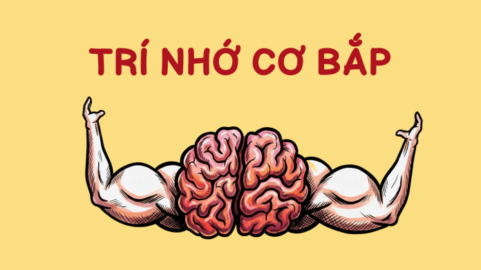 tri-nho-co-bap